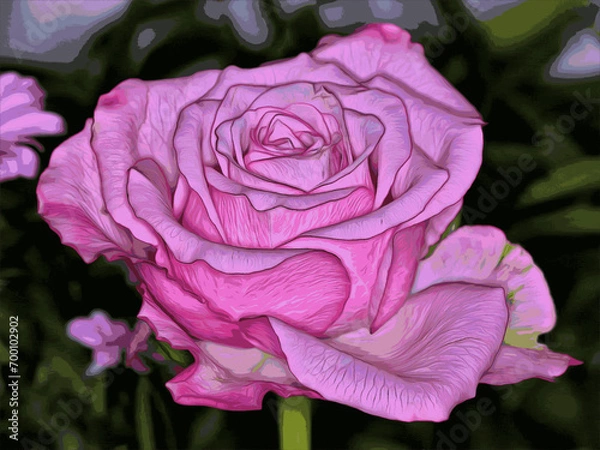 Obraz Beautiful pink rose