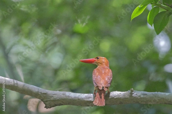 Fototapeta アカショウビン