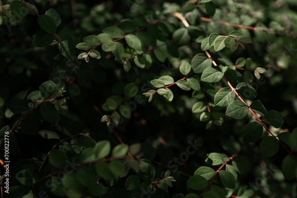 Fototapeta texture of a bush with fresh green leaves in the shadow 