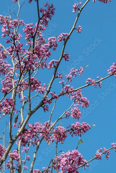 Obraz cherry tree blossom