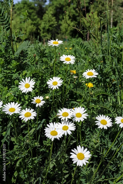 Obraz daisies in a field