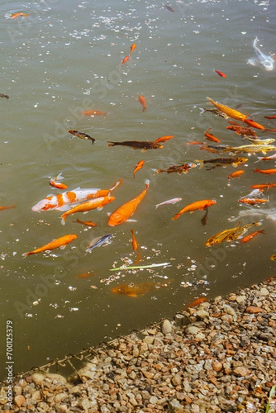 Obraz goldfish in the pond