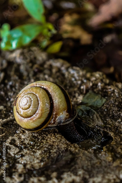 Obraz snail on a tree