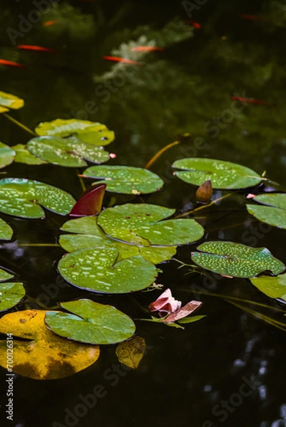 Obraz white water lily