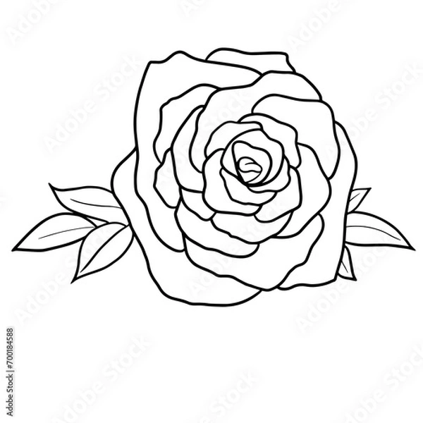 Fototapeta Rose valentine day