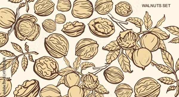 Fototapeta Isolated vector set of walnuts in vintage style. Hand drawn leaves and natural healthy food nut pieces collection. Diet snack vector illustration. Ingredient for nut butter and paste.