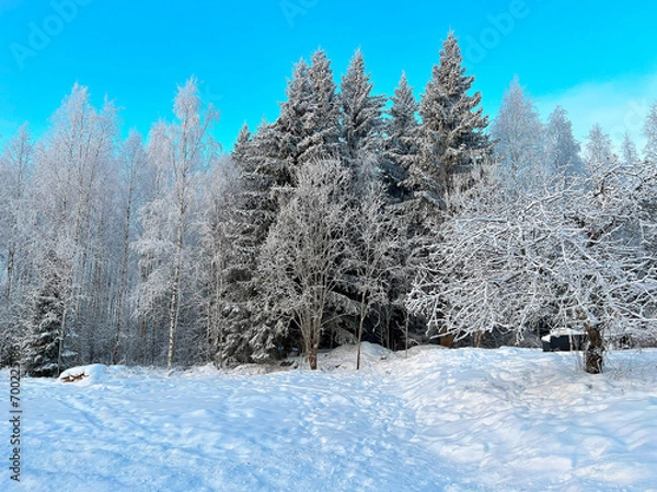 Obraz winter forest in the mountains, 
