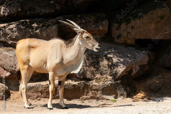 Fototapeta Common eland