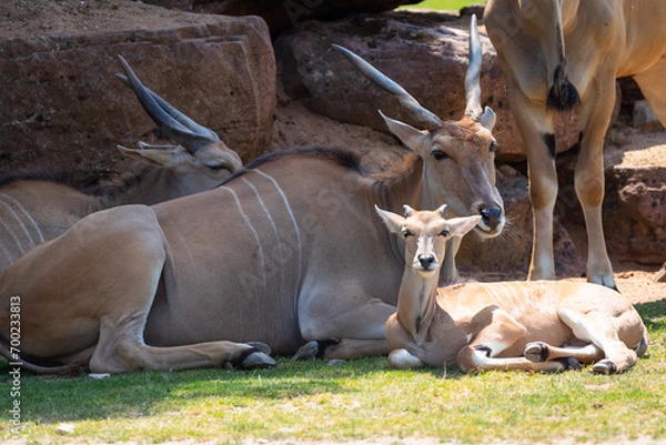 Fototapeta Common eland