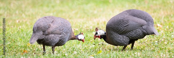 Obraz helmeted guineafowl