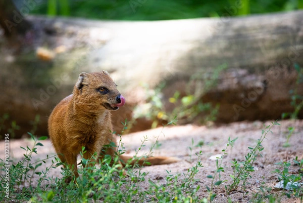 Fototapeta yellow mongoose