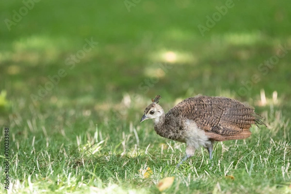 Obraz Indian peafowl