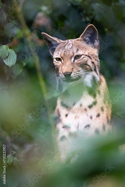 Fototapeta Lynx