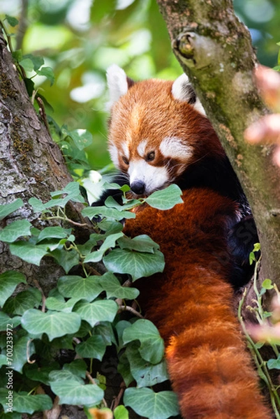 Fototapeta Red panda