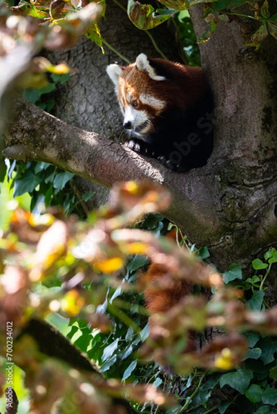 Fototapeta Red panda