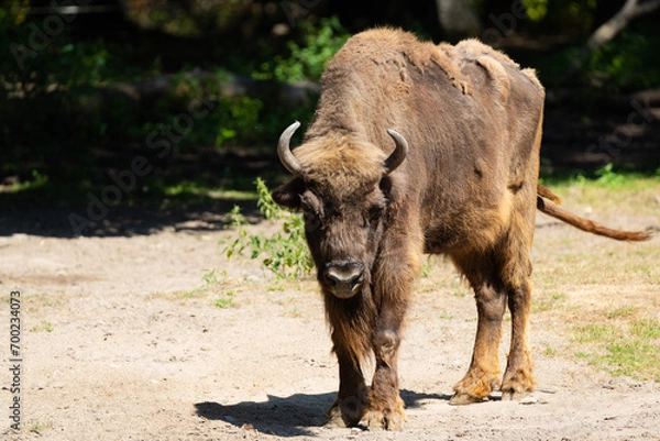 Obraz European bison