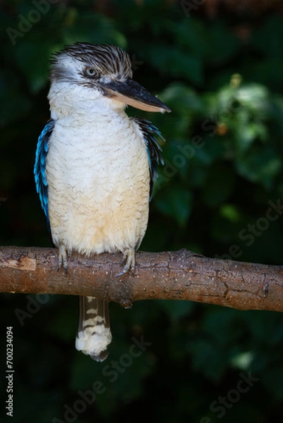 Obraz blue-winged kookaburra