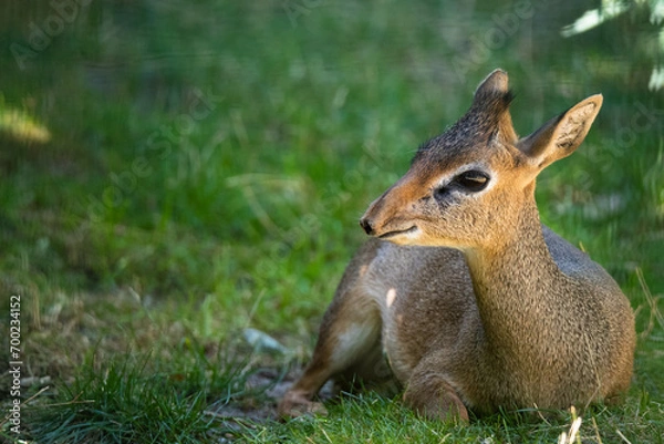 Obraz Kirk's dik-dik