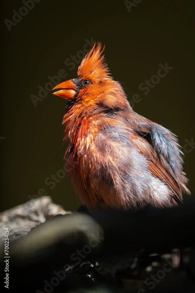 Obraz Northern cardinal