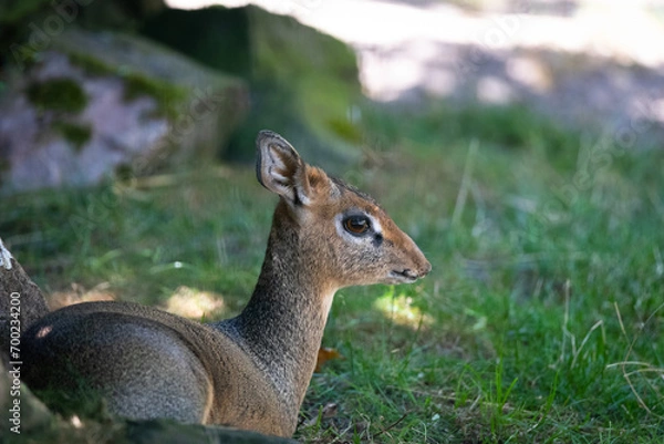 Obraz Kirk's dik-dik