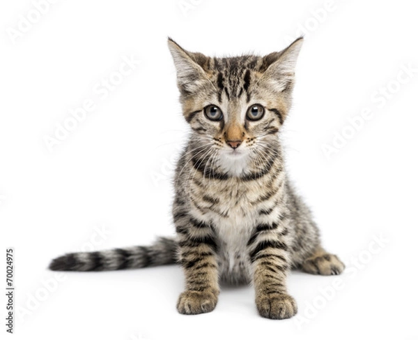 Fototapeta Kitten (2 months) sitting