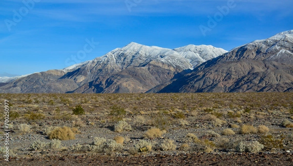 Fototapeta Landscape of a valley overgrown with desert vegetation and cacti in the rock desert in California, mountains in the background