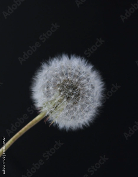 Obraz dandelion large on a black background,
