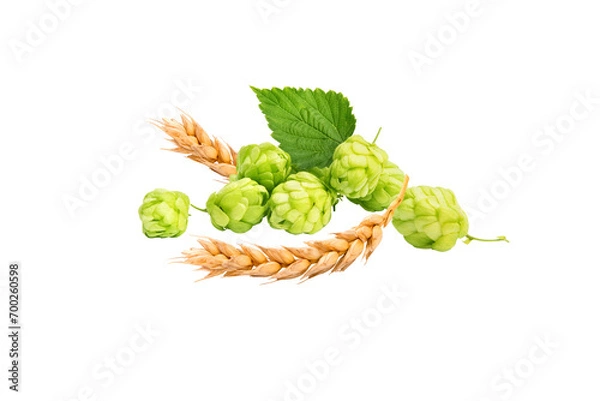 Obraz hops and wheat on a white background