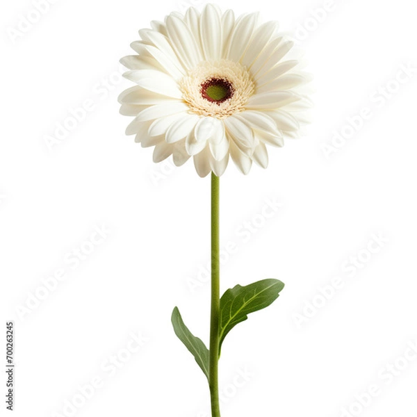 Fototapeta single stem white gerbera with green leaves on a transparent background