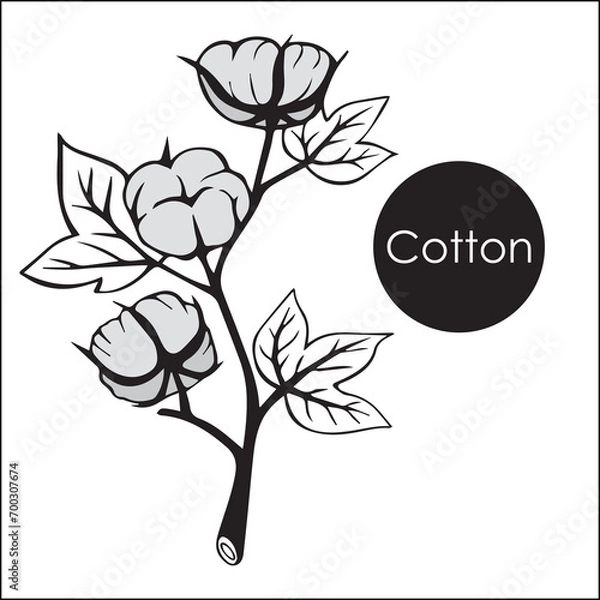 Obraz Cotton flower buds. Hand drawn sketch style vector illustration of natural eco cotton. floral and botanical elements. isolated.