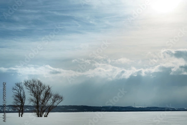 Fototapeta 日の光を浴びる木