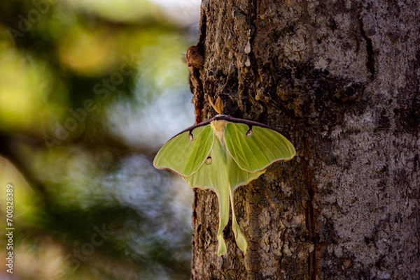 Obraz Luna Moth on tree in the forest