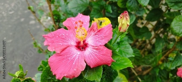 Fototapeta APÓS A CHUVA