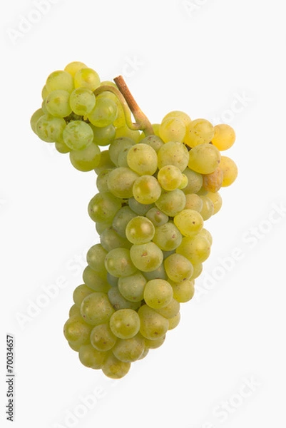 Obraz Fresh green grapes Isolated on white-Sauvignon