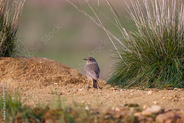 Fototapeta Black redstart- Phoenicurus ochruros
You can find the black redstart anywhere on the Iberian Peninsula, especially in the area of stone and mud walls, where it likes to nest the most.