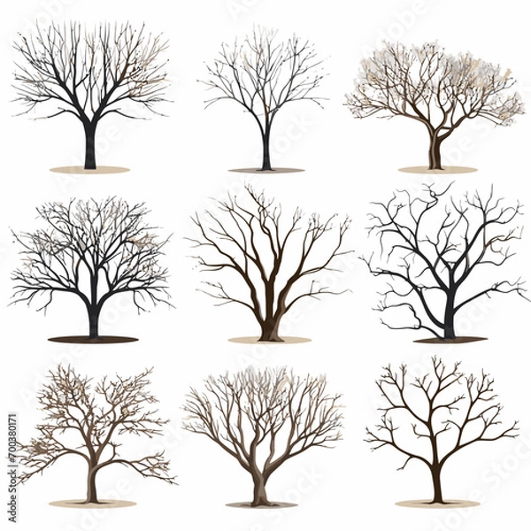 Obraz winter tree bare trees collection