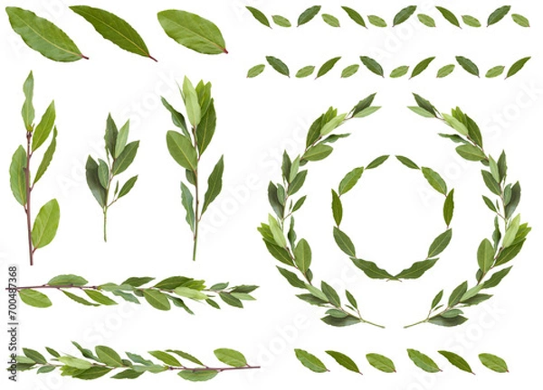 Fototapeta 切り抜き透過素材セットーデコレーション用植物12（月桂樹、ローリエ）
