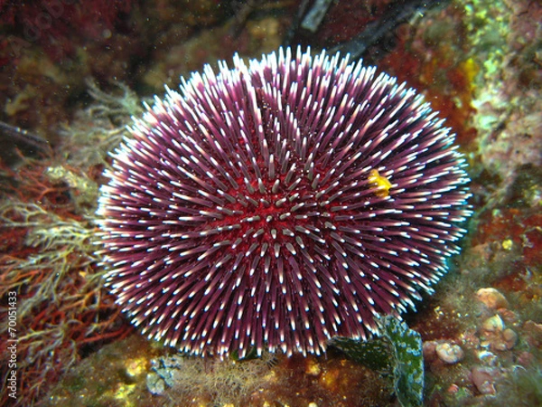 Fototapeta sea ​​urchin