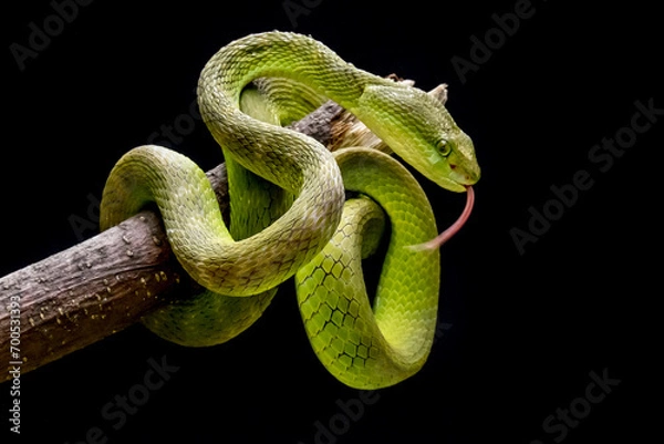 Fototapeta medium viper snake on the tip of a branch on a black background