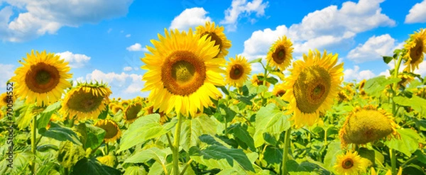 Fototapeta Sunflowers