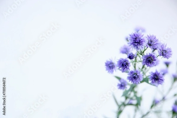 Obraz 紫色のアスター