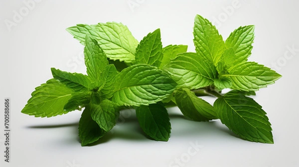 Obraz mint leaves on a white background