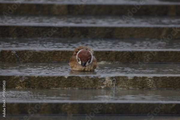 Obraz closeup Hong Kong Birds nature small sparrow playing water