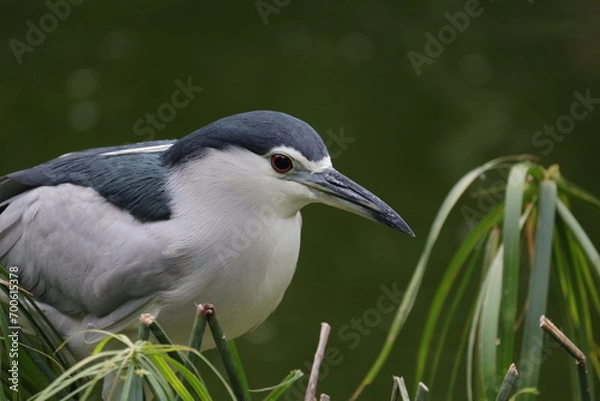 Obraz close up great night blue heron bird nature  in the garden Hong Kong 