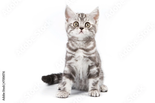 Fototapeta Tabby kitten