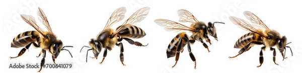 Fototapeta bee isolated on a transparent PNG background, white background, Generative Ai