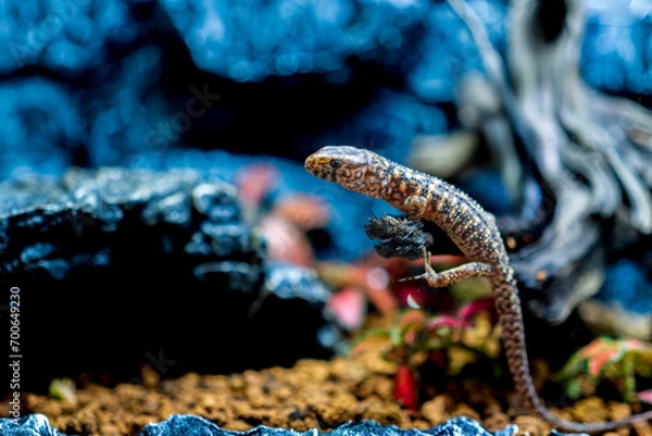 Fototapeta イボヨルトカゲ