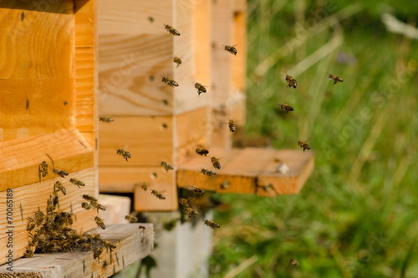 Obraz Bienenanflug