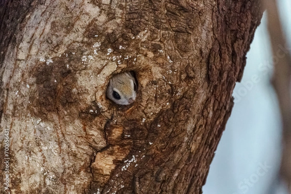 Obraz エゾモモンガ　北海道の可愛い野生動物