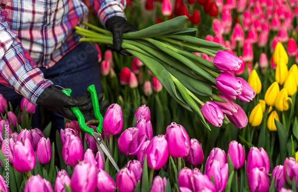 Fototapeta A woman florist works with tulips in a flower garden. Woman cuts pink tulips with garden shears. International Women's Day. Mother's Day. March 8. Gardener's Day. Close-up of a bouquet of pink tulips